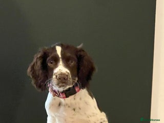 Cocker Spaniel dogs - Advert 29
