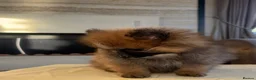 Pomeranian dogs for sale: Pomeranian in Widnes - Advert 9