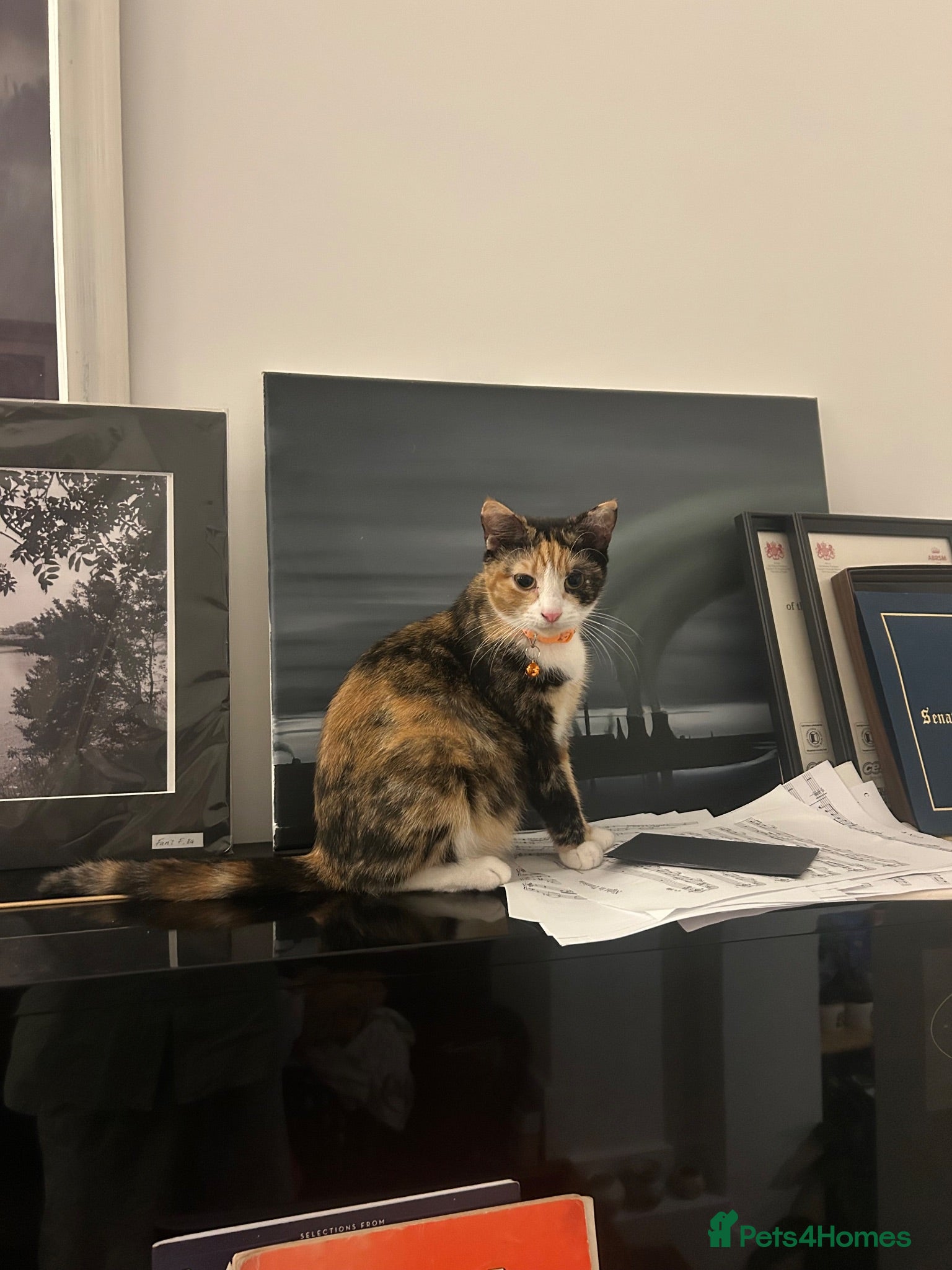 Mixed Breed cats Loving young cat in need for a new home - Advert 1