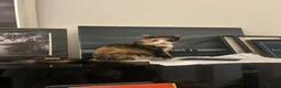Mixed Breed cats for sale: Loving young cat in need for a new home - Advert 1