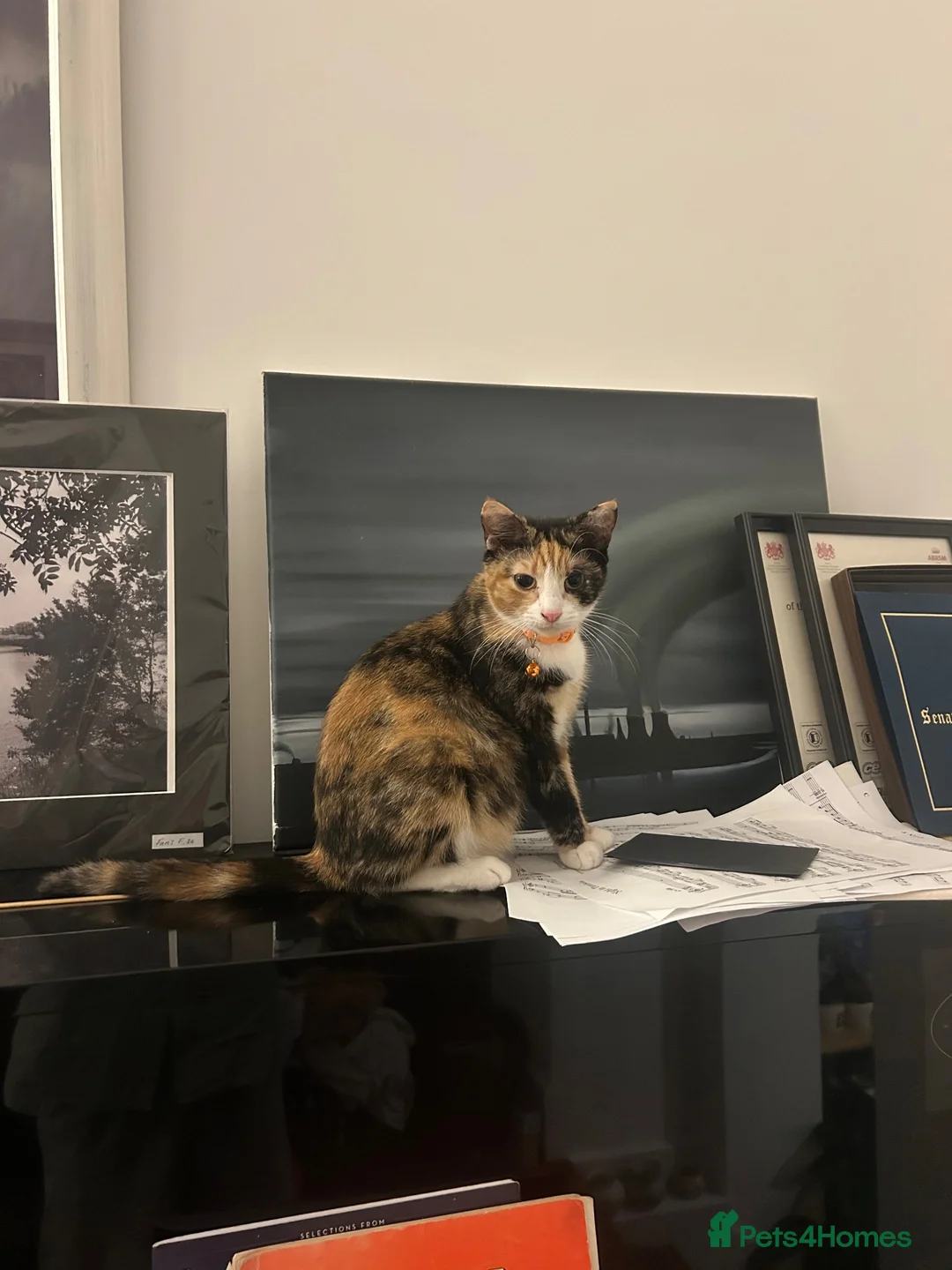 Mixed Breed cats for sale: Loving young cat in need for a new home - Advert 1