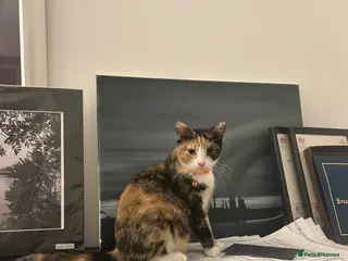 Mixed Breed cats Loving young cat in need for a new home - Advert 3