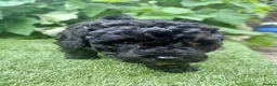 Mixed Breed dogs for sale: Cavapoochon puppies. 5* Council Reg’d - Advert 17