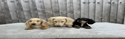 Miniature Dachshund dogs for sale: KC cream dachshunds  - Advert 7