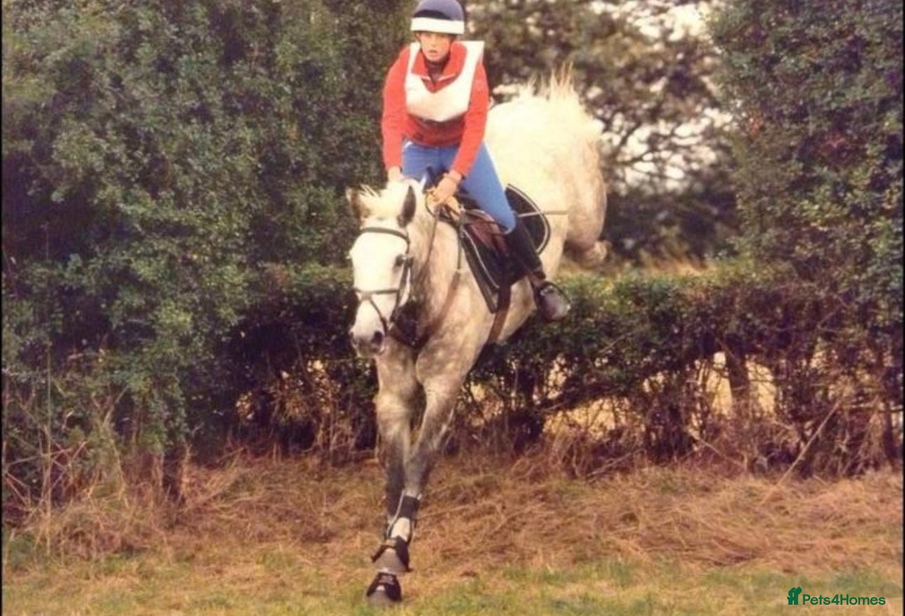 Connemara horses the ultimate school mistress🏡 - Advert 15