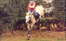 Connemara horses for sale: the ultimate school mistress🏡 - Advert 1