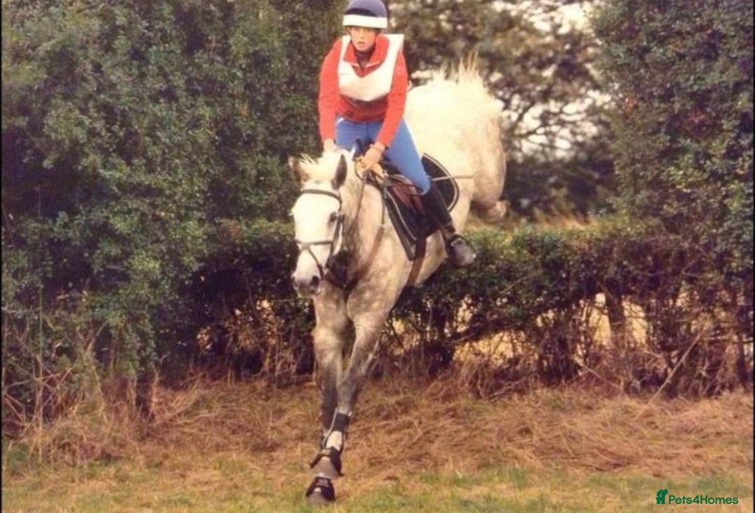 Connemara horses for sale: the ultimate school mistress🏡 - Advert 1