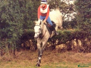 Connemara horses the ultimate school mistress🏡 - Advert 11