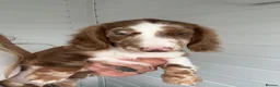 Miniature Dachshund dogs for sale: Long haired miniature Dachshund puppies - Advert 15