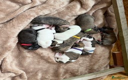 Lurcher dogs for sale: Litter of fabulous Lurchers - Image 2