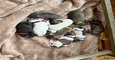 Lurcher dogs - Advert 6