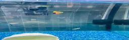Other/Mixed Breed fish for sale: Complete Established 90L Setup & Healthy Community in Stevenage - Advert 6