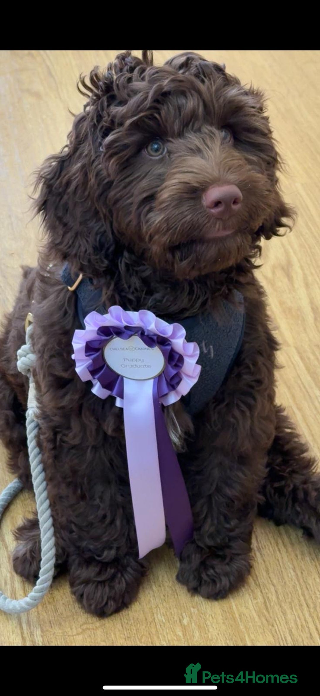 Mixed Breed dogs for sale: Authentic Annetteslabradoodles/Cobberdogs - Advert 21