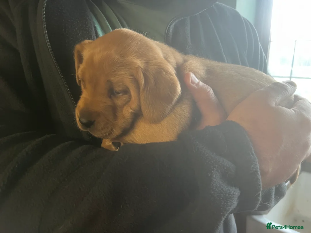 Labrador Retriever dogs for sale: Beautiful Labrador puppies  - Advert 3