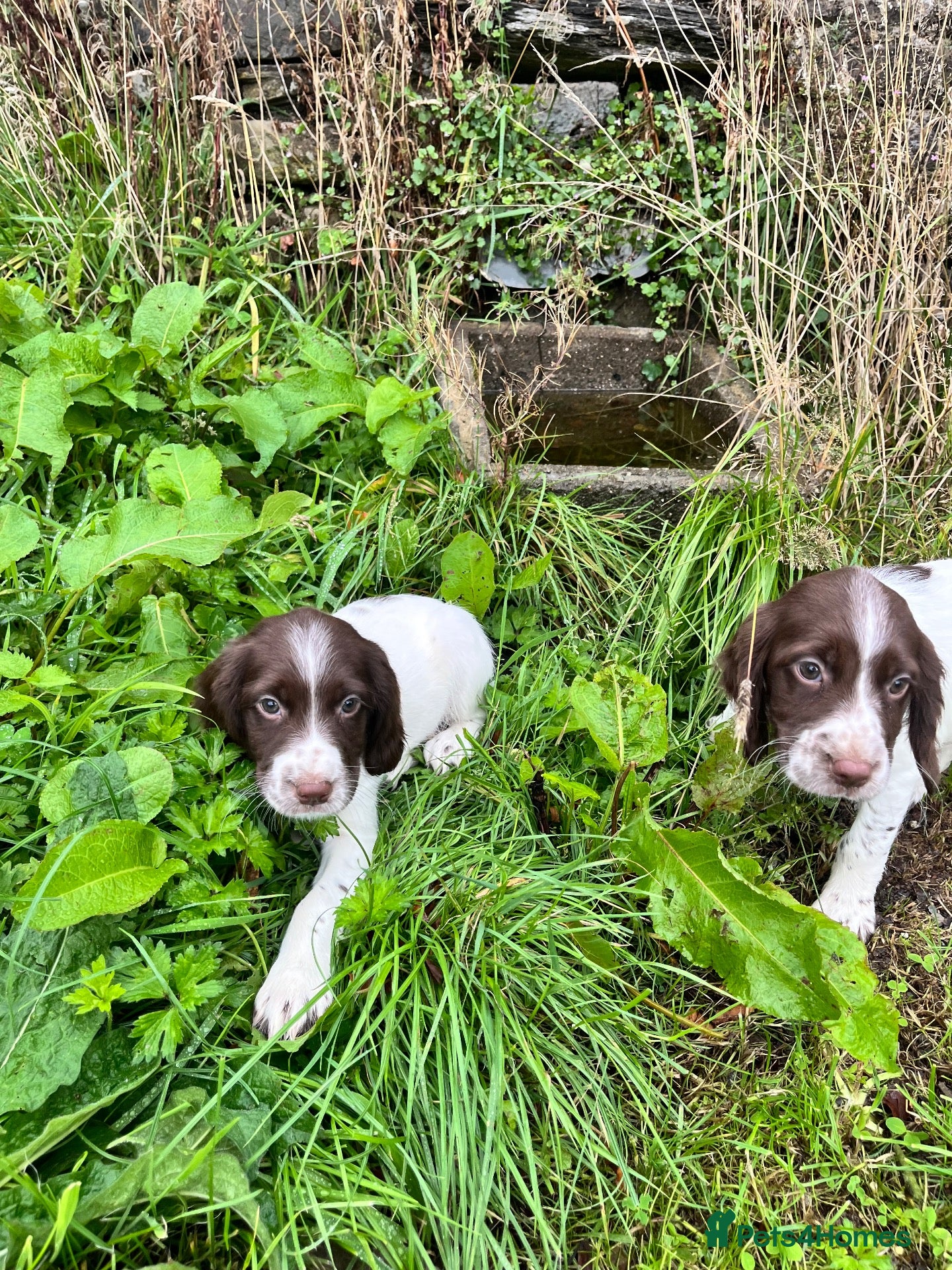 English Springer Spaniel dogs Ready to go now, springer spaniel pups  - Advert 1