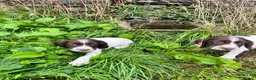 English Springer Spaniel dogs for sale: Ready to go now, springer spaniel pups  - Advert 1