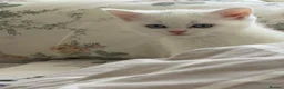 British Shorthair cats for sale: British short hair  - Advert 12
