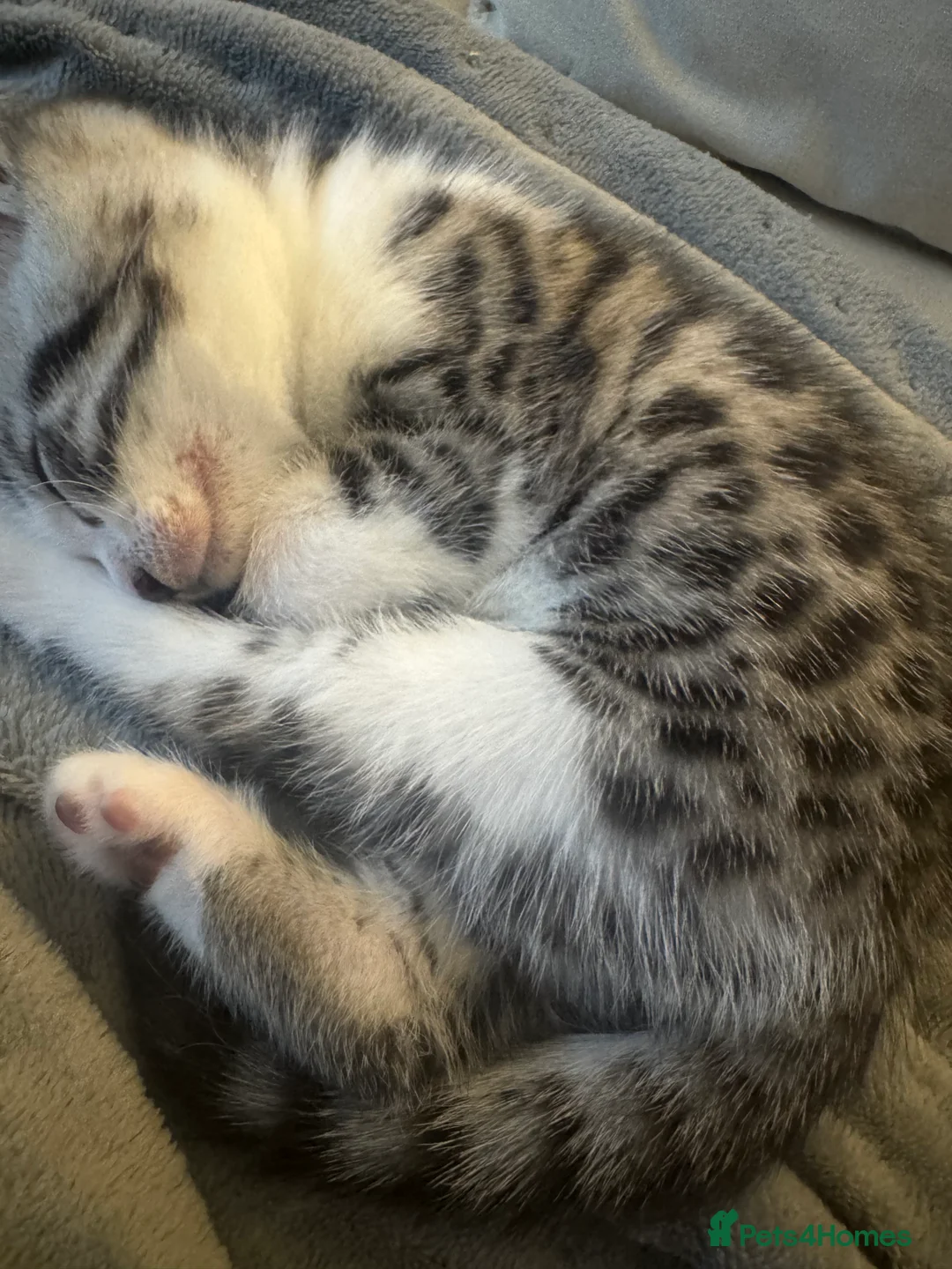 Bengal cats for sale: Bengal X Male  - Advert 2