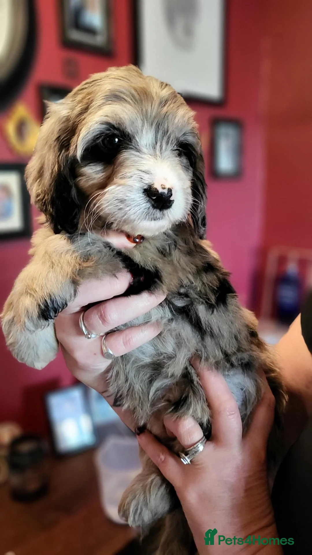 Cockapoo dogs for sale: Cockapoo puppy's  - Advert 2