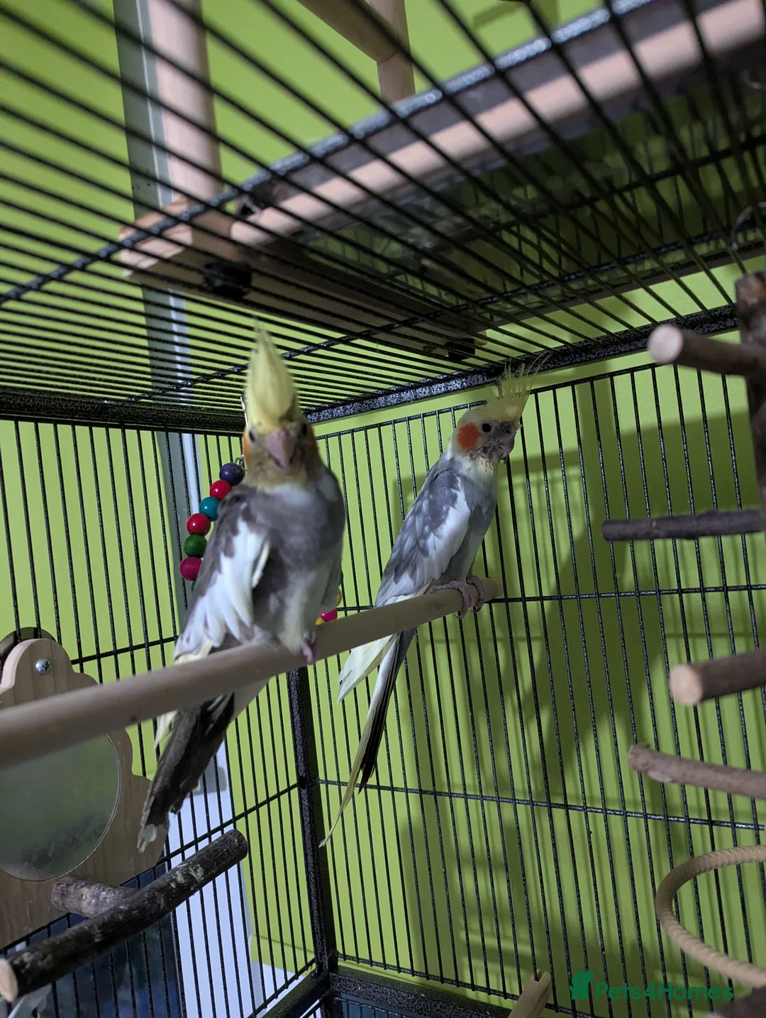 Cockatiels birds for sale: Pair cockatiels  - Advert 1