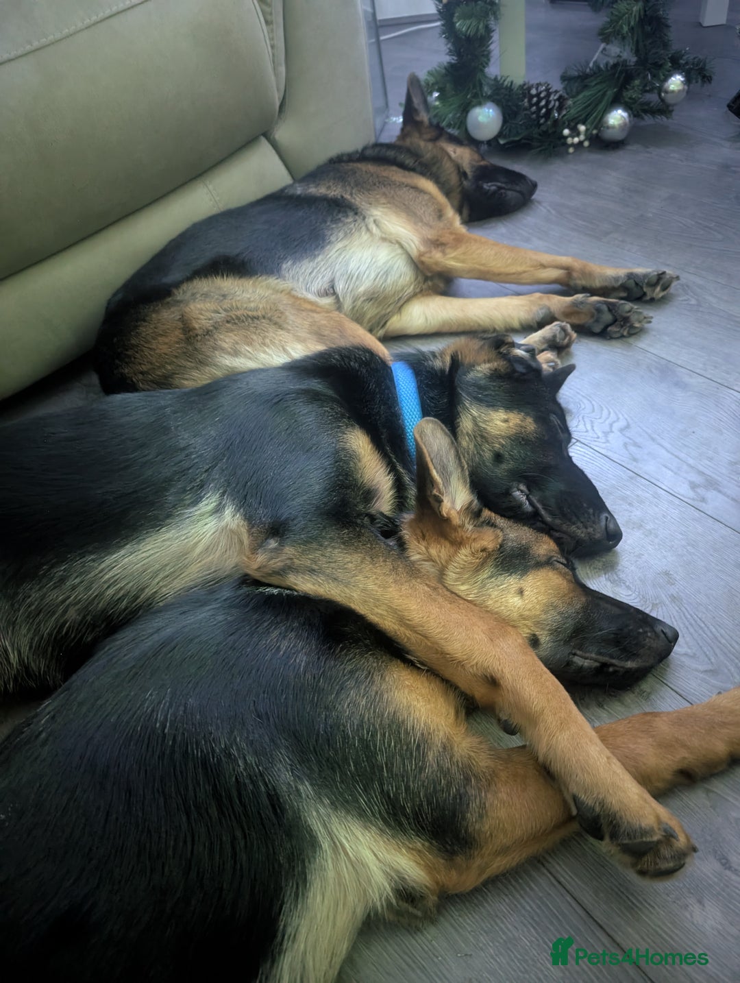 German Shepherd dogs for sale: German Shepherd pups - Advert 3