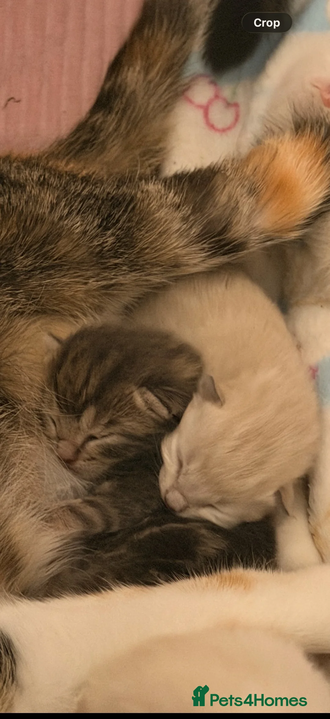 Mixed Breed cats for sale: Female kitten in Manningtree - Advert 9