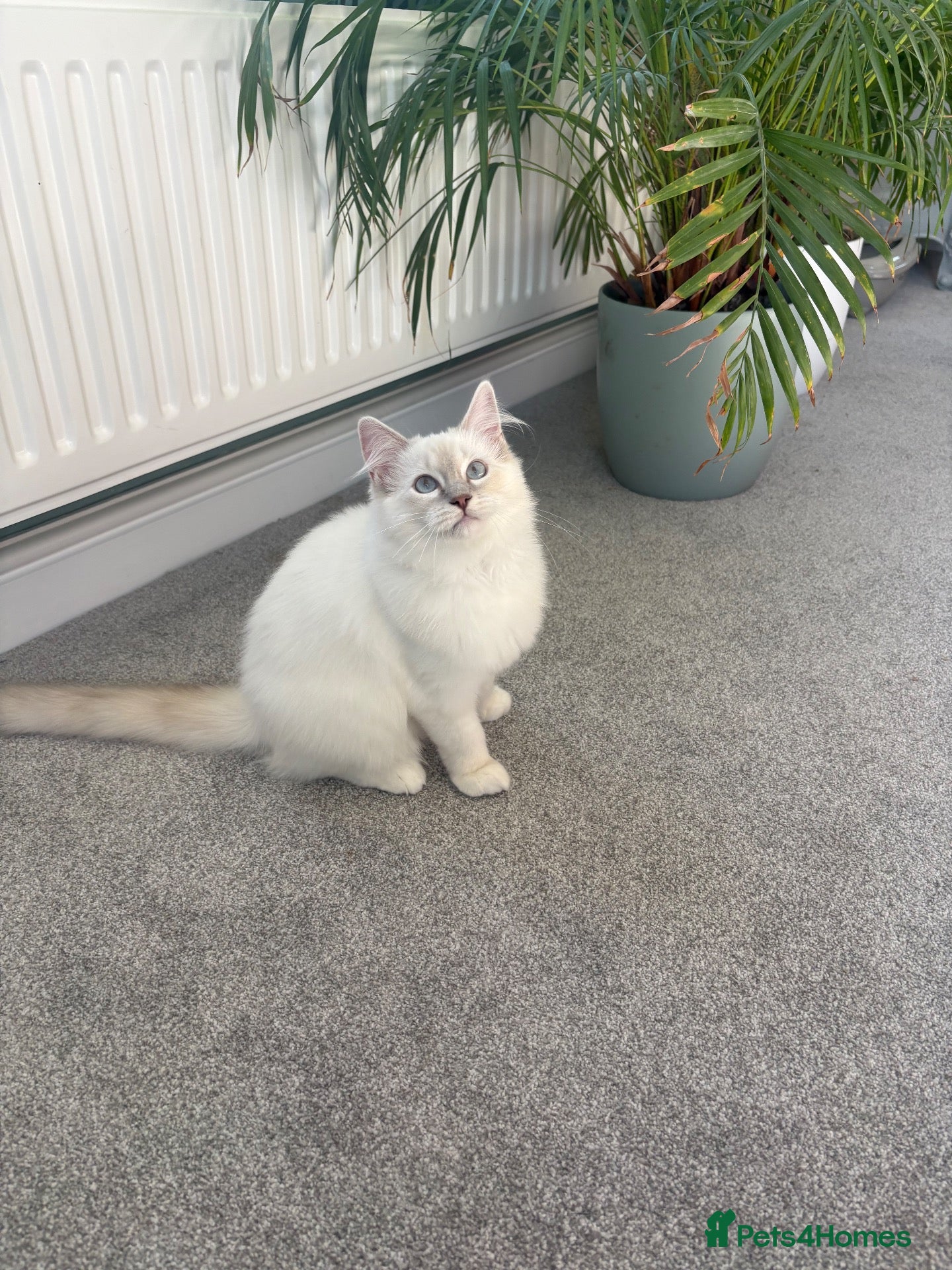 Ragdoll cats GCCF Mitted Lilac Lynx Active Stud - Advert 2