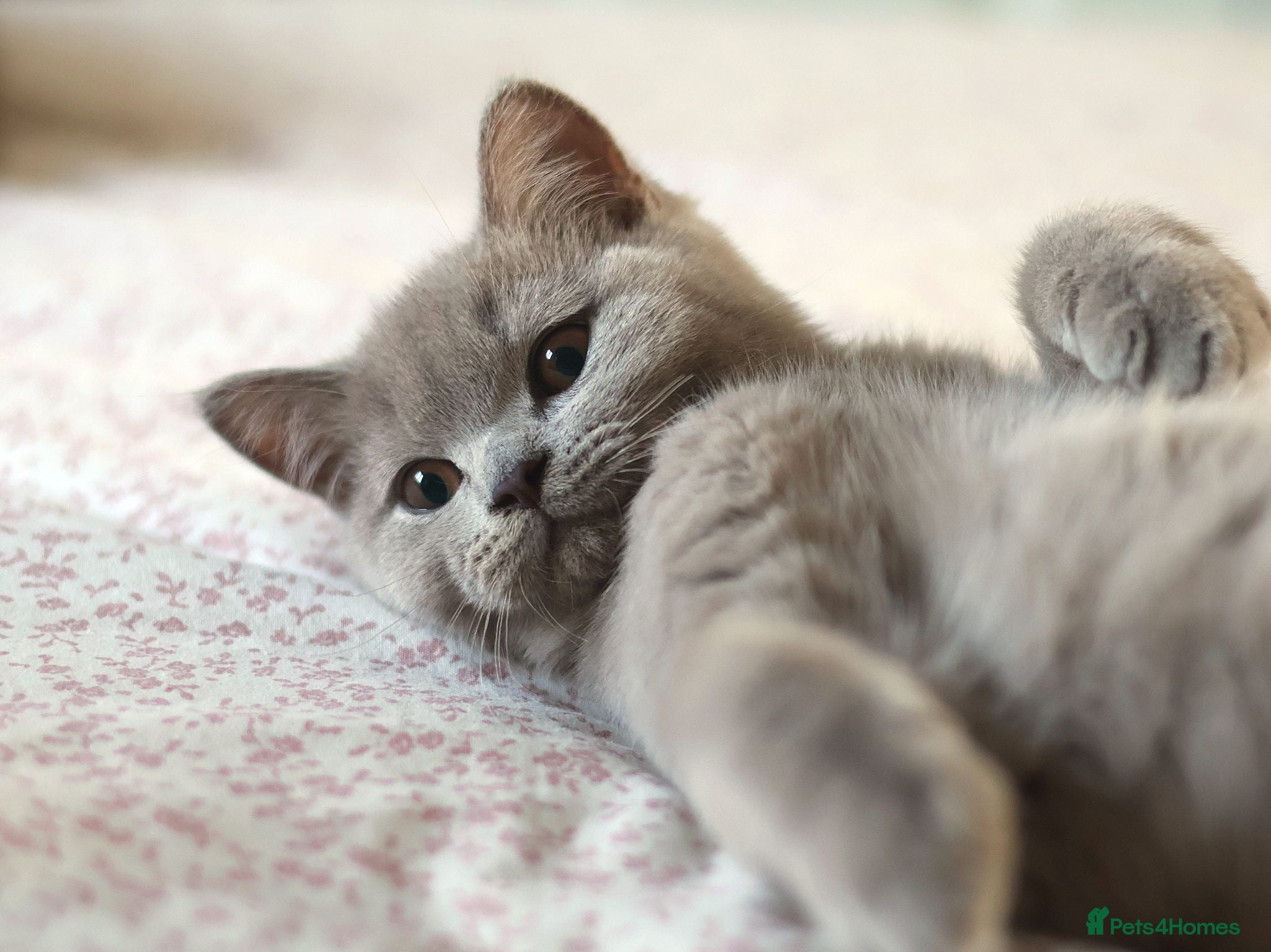 British Shorthair cats Stunning TICA Registered Lilac Boy - Advert 1
