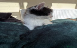 British Shorthair cats for sale: 4 adorable kittens ready for their new home!! - Image 3