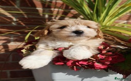 Maltipoo dogs for sale: Beautiful Maltipoo Babies - Image 29