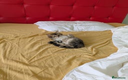 Domestic Shorthair cats for sale: Kind Homes Only – 4 Beautiful Healthy Kittens in Edgware - Image 39