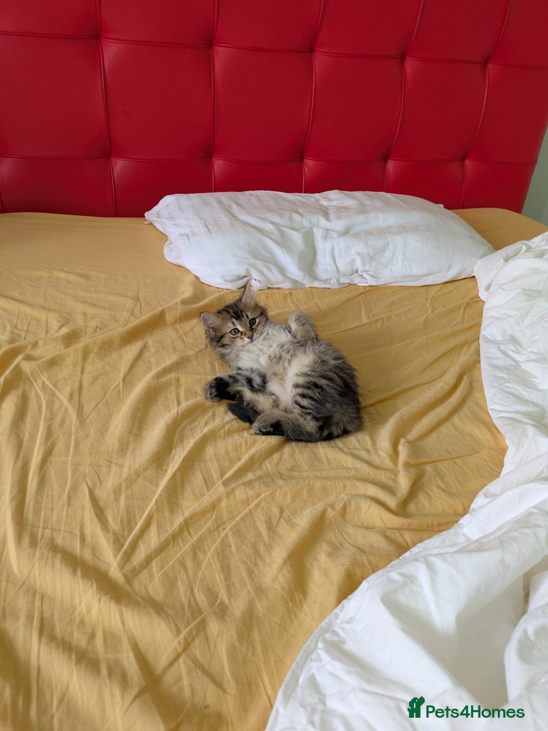 Domestic Shorthair cats for sale: Kind Homes Only – 4 Beautiful Healthy Kittens in Edgware - Image 39