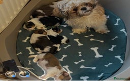 Shih Tzu dogs for sale: 2 6 month old male Shih tzu puppies  - Image 9