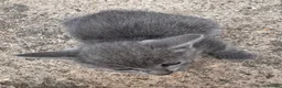 Domestic Shorthair cats for sale: 6 BEAUTIFUL KITTEN,(2 British Shorthairs) - Advert 9