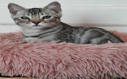 Bengal cats for sale: STUNNING GLITTER PELTED TICA REG BENGAL KITTENS - Image 28
