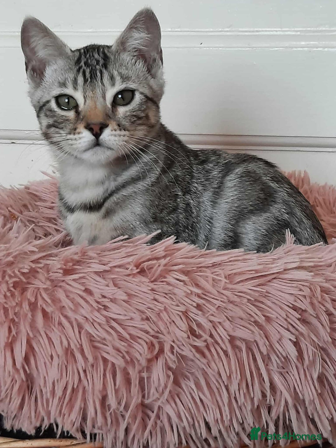 Bengal cats for sale: STUNNING GLITTER PELTED TICA REG BENGAL KITTENS - Image 28