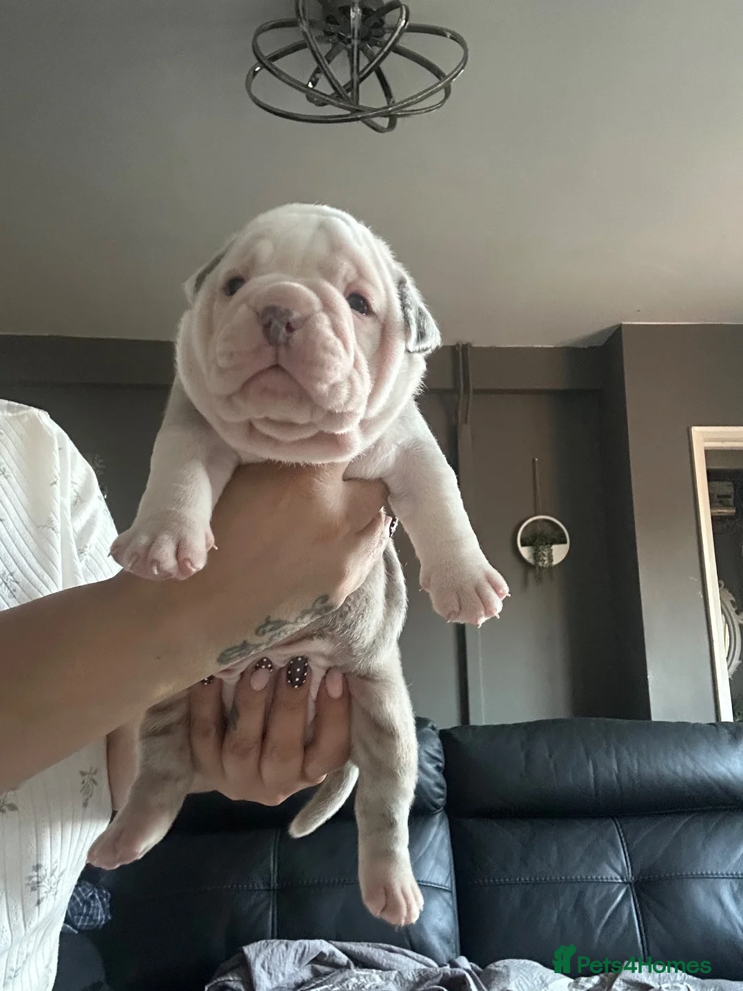 Olde English Bulldogge dogs for sale: 🍁🩵 stunning olde English pups 🩷🍁 - Advert 2