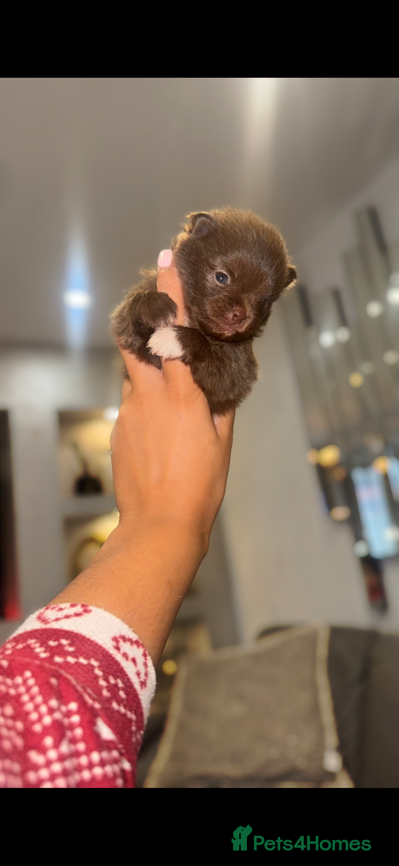 Pomeranian dogs CHOCOLATE FLUFFY PUPS - Advert 14