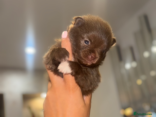 Pomeranian dogs CHOCOLATE FLUFFY PUPS - Advert 12
