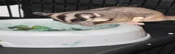 Sugar Glider rodents for sale: 2 female sugar glders in South Ockendon - Advert 38