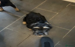 Mixed Breed dogs for sale: Forever home needed for 14 week old puppy - Image 2