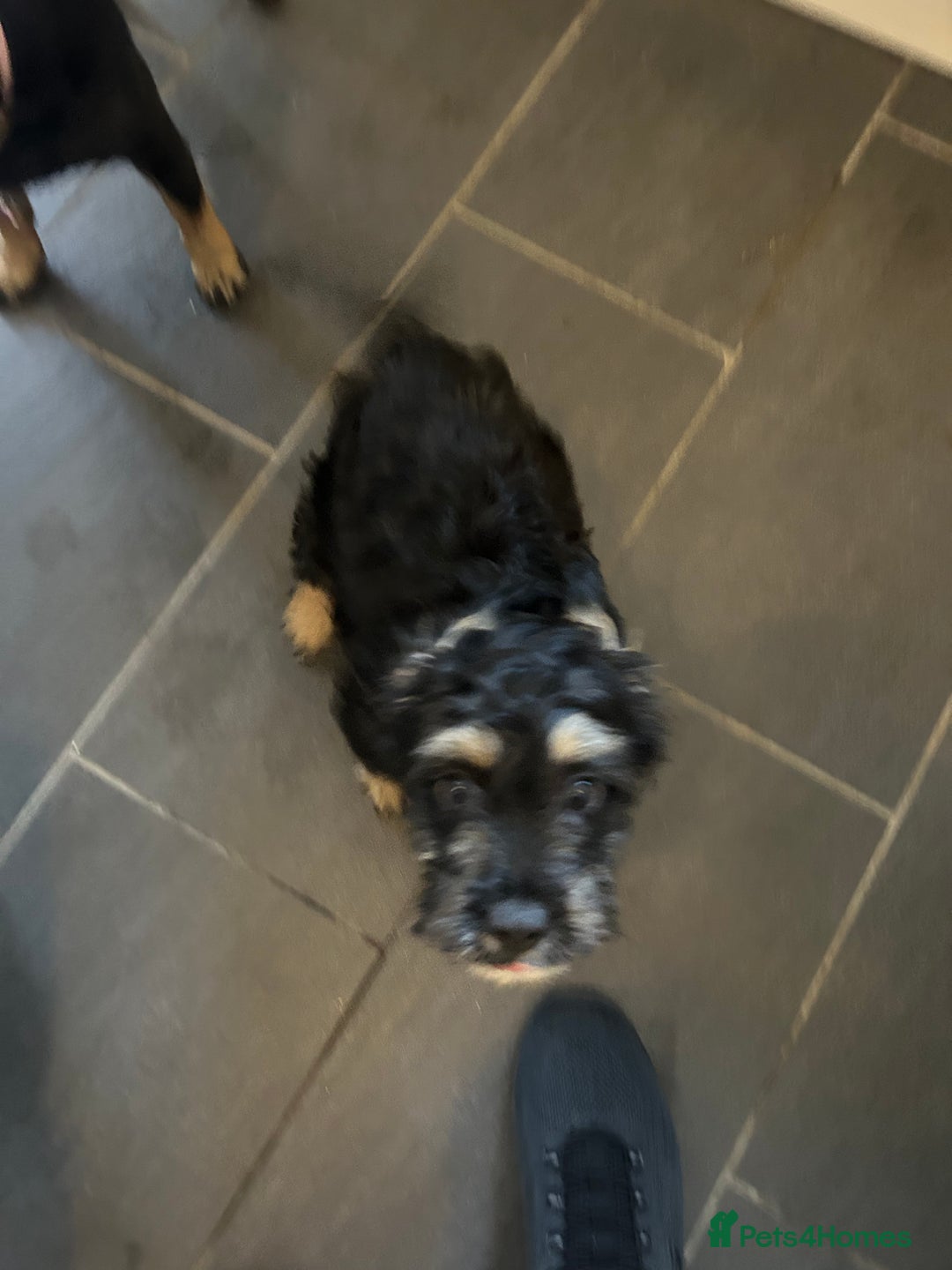 Mixed Breed dogs for sale: Forever home needed for 14 week old puppy - Image 2