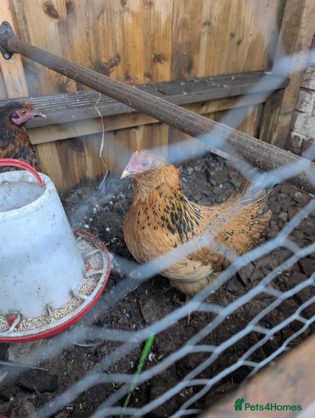 Mixed Breed poultry for sale: 2 Pol mixed breed bantams  - Advert 2