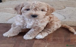 Cockapoo dogs for stud: Experienced Health Testa Cockapoo F1B Stud in Southampton - Image 3