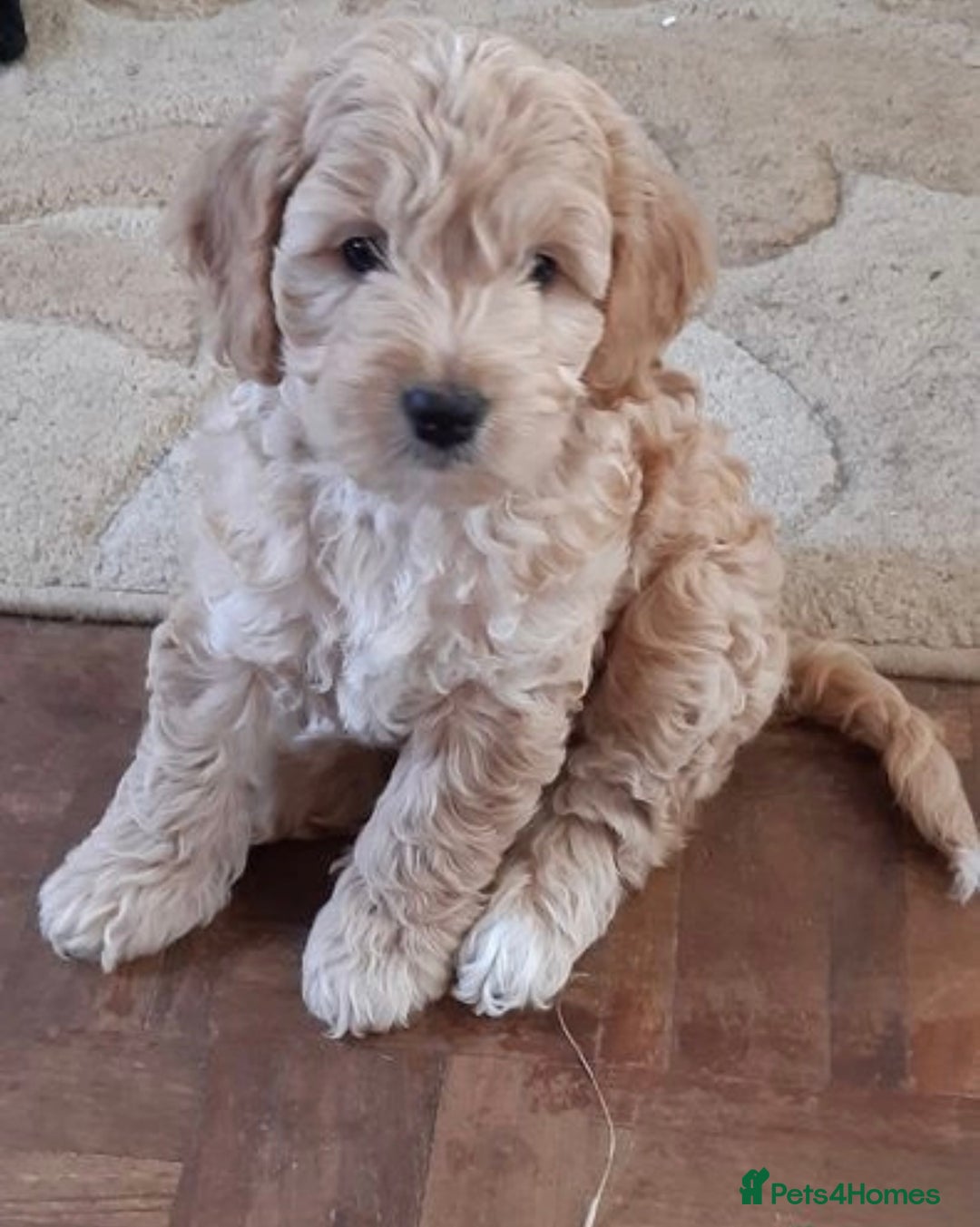 Cockapoo dogs for stud: Experienced Health Testa Cockapoo F1B Stud in Southampton - Image 3