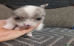 Mixed Breed dogs for sale: Pomeranian cross puppies ready now - Image 20