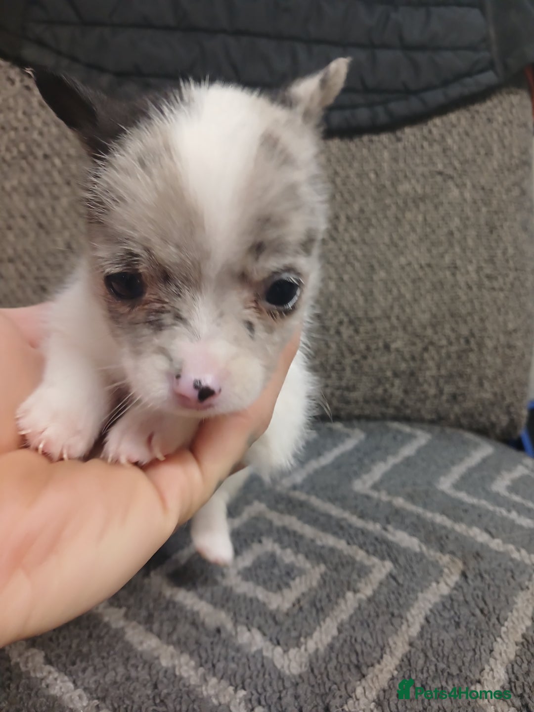Mixed Breed dogs for sale: Pomeranian cross puppies ready now - Image 20