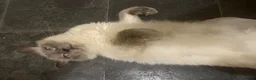 Ragdoll cats for sale: Beautiful mink ragdoll kittens  - Advert 2