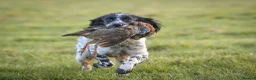 English Springer Spaniel dogs for sale: Kennel club registered Springer Spaniel Puppies - Advert 12