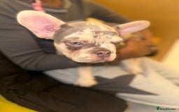 French Bulldog dogs for sale: French bulldog puppies fluffy carriers  - Image 34